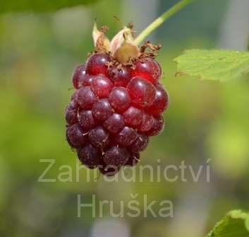 beztrnná malinoostružina Tayberry Buckingham