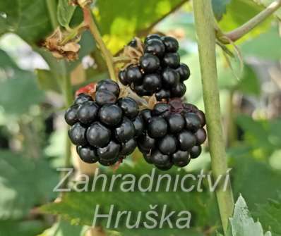 beztrnná ostružina Čačanská beztrná
