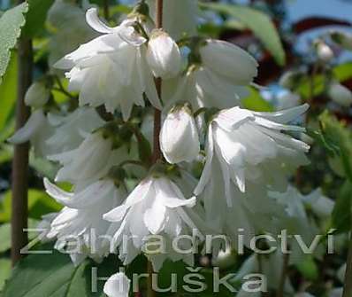 trojpuk - Deutzia scabra 'Pride of Rochester'