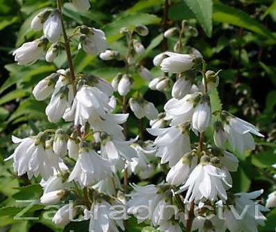 trojpuk - Deutzia scabra 'Pride of Rochester'