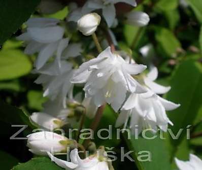 trojpuk - Deutzia scabra 'Pride of Rochester'