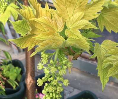 javor - Acer pseudoplatanus 'Simone Louis Freres'