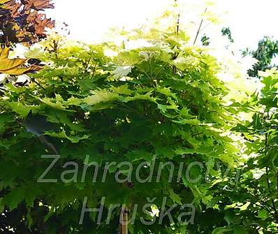 javor - Acer platanoides 'Golden Globe'