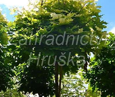 javor - Acer platanoides 'Golden Globe'