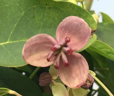 akebie - Akebia quinata 'Silver Bells'.