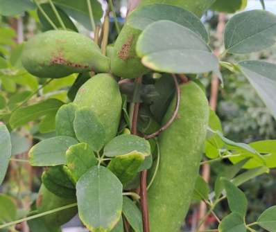 akebie - Akebia quinata 'Silver Bells'.