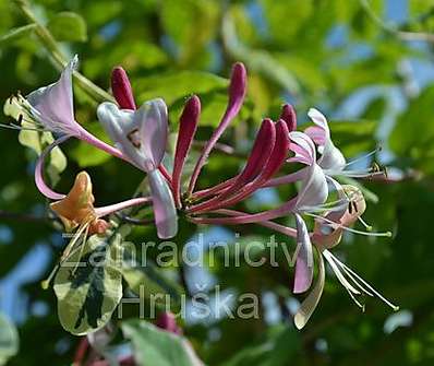 zimolez - Lonicera periclymenum 'Harlequin'