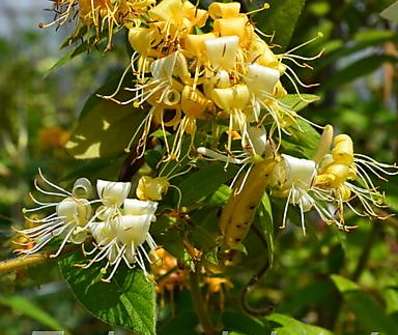 zimolez - Lonicera akuminata