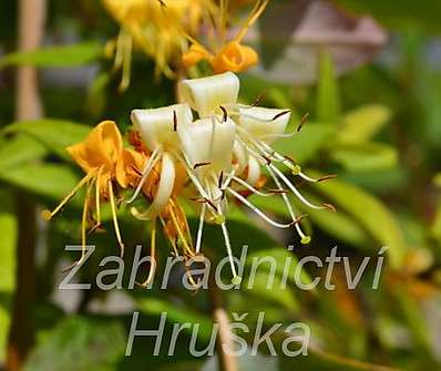zimolez - Lonicera akuminata