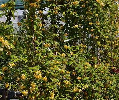 zimolez - Lonicera akuminata
