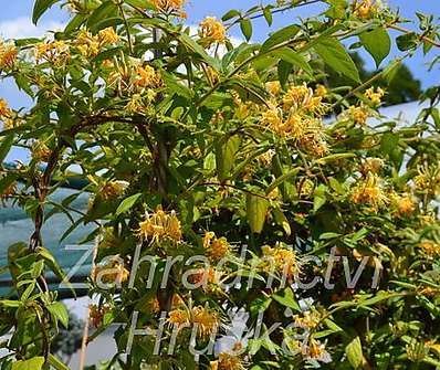 zimolez - Lonicera akuminata