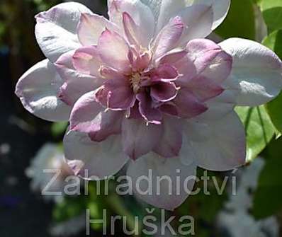 plamének - Clematis 'Innocent Blush''