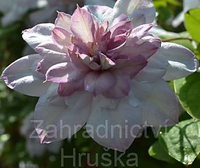 plamének - Clematis 'Innocent Blush''