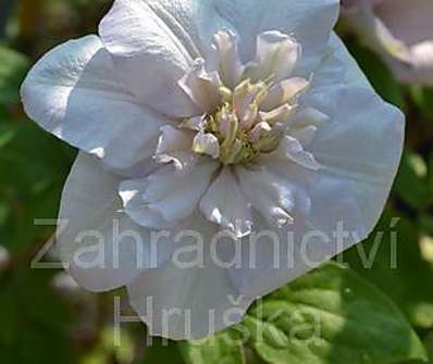 plamének - Clematis 'Innocent Blush''