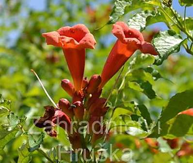 trubač - Campsis radicans