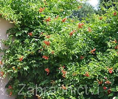 trubač - Campsis radicans