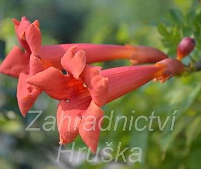 trubač - Campsis radicans