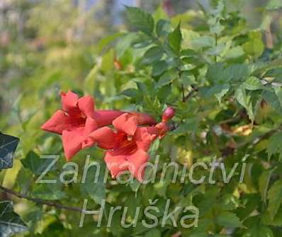 trubač - Campsis radicans