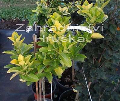 brslen - Euonymus fort. Emerald Gold.