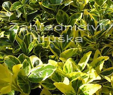 brslen - Euonymus fort. Emerald Gold.