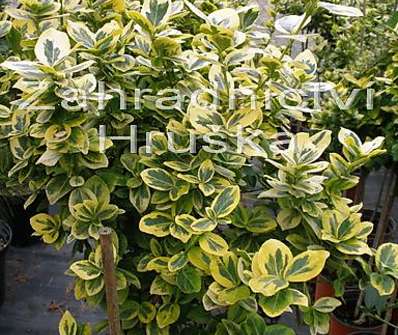 brslen - Euonymus fort. Emerald Gold.