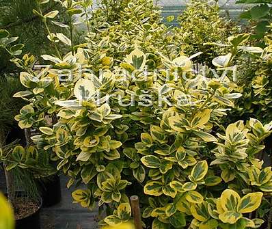 brslen - Euonymus fort. Emerald Gold.