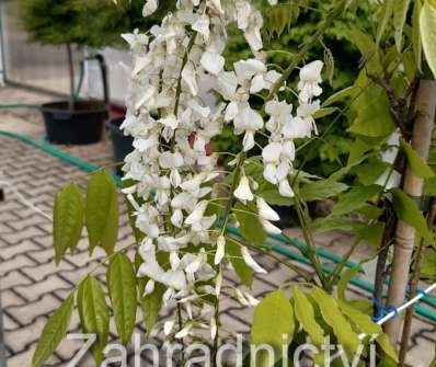 vistárie - Wisteria floribunda 'Shiro - noda' syn.'Longissima Alba'