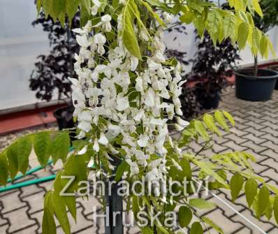 vistárie - Wisteria floribunda 'Shiro - noda' syn.'Longissima Alba'