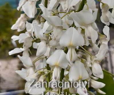 vistárie - Wisteria floribunda 'Shiro - noda' syn.'Longissima Alba'