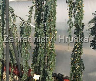 cedr - Cedrus atlantica 'Glauca Pendula'