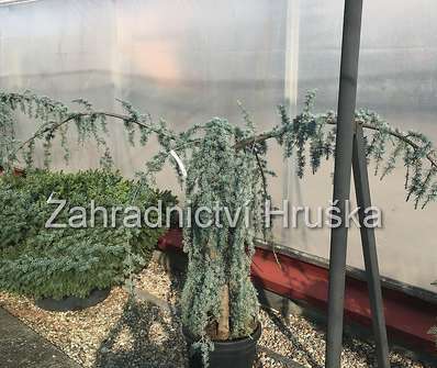 cedr - Cedrus atlantica 'Glauca Pendula'.
