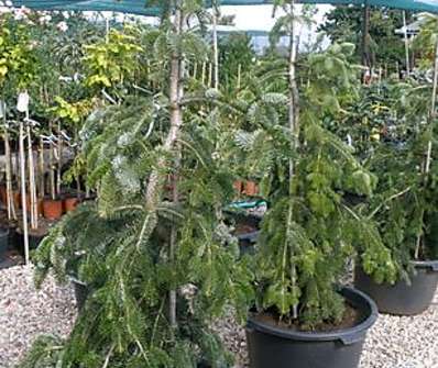 jedle - Abies nordmanniana 'Pendula'