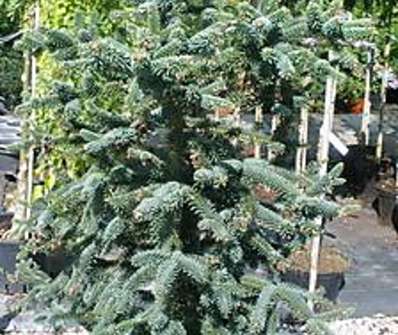 jedle - Abies pinsapo