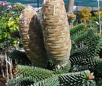 jedle - Abies pinsapo