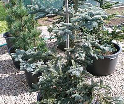 jedle - Abies procera 'Glauca'