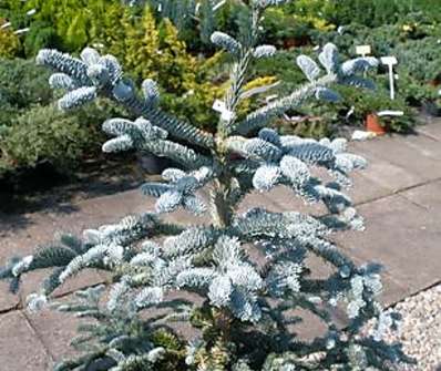 jedle - Abies procera 'Glauca'