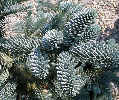 jedle - Abies procera 'Glauca'