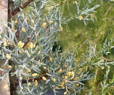 cypřiš - Cupressus arizonica 'Glauca'