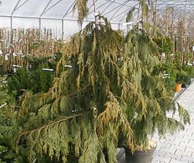 cypřišek - Chamaecyparis nootkatensis 'Pendula'