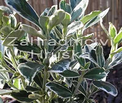 brslen - Euonymus fortunei 'Emerald Gaiety'