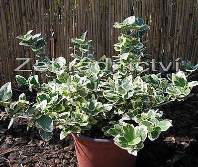 brslen - Euonymus fortunei 'Emerald Gaiety'