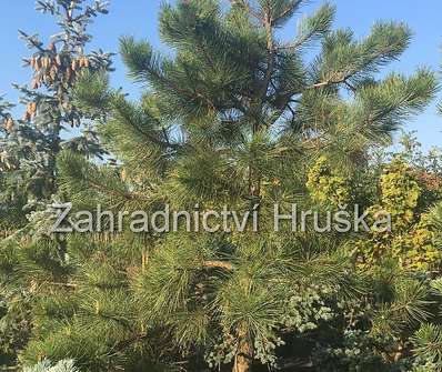 borovice - Pinus nigra