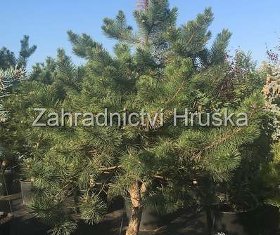 borovice - Pinus nigra