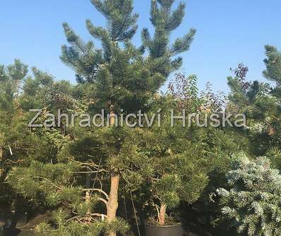 borovice - Pinus nigra