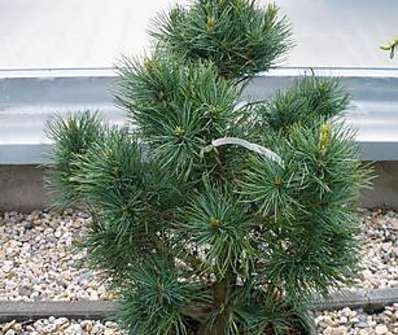 borovice - Pinus cembra