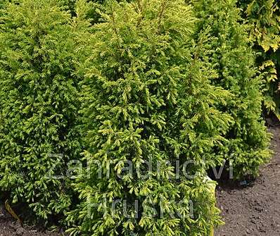 jalovec - Juniperus communis 'Aurea Nana'