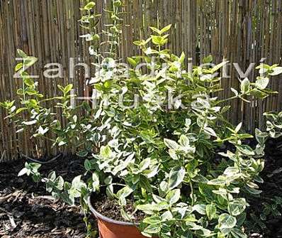 brslen - Euonymus fortunei 'Emerald Gold'