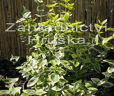 brslen - Euonymus fortunei 'Emerald Gold'