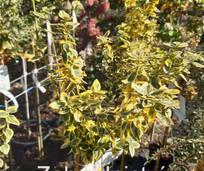 brslen - Euonymus fortunei 'Emerald Gold'