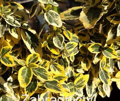 brslen - Euonymus fortunei 'Emerald Gold'
